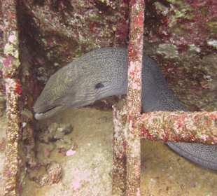 Schnorcheln Marsa Abu Galawa Hurghada