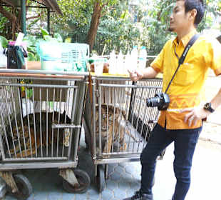 Caged tiger cubs you can take photo with 