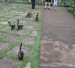 Die Wasserfälle, von Brasilien aus gesehen