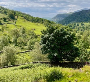 Grüne Hügel überall