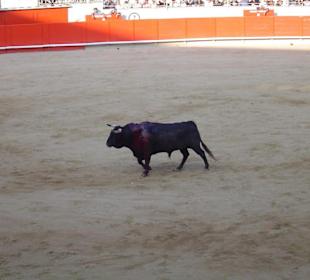 Toro sufriendo