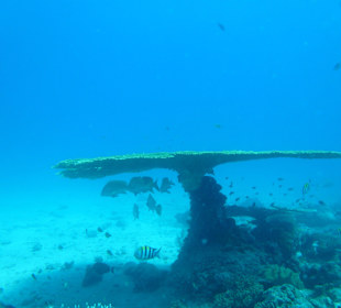 Motive in Massen, intakte Natur