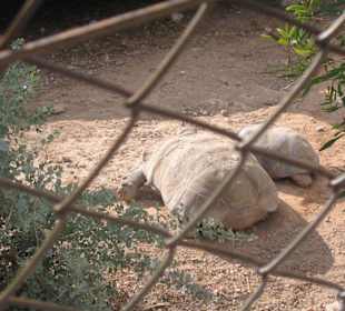 Riesenschildkröten
