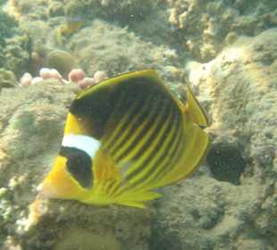 Wunderschöne Fische beim Hausriff