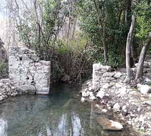 Natur wuchert über Olympos