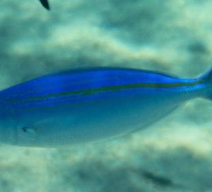 Rafa przy pomoście "Stella"