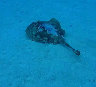 Bayahibe DiveSpot Shallow