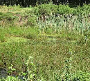 Eindrücke vom Moorpfad in Tarmstedt