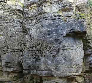 Felsengärten