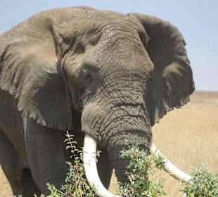 The big Boss down in Ngorongoro Crater