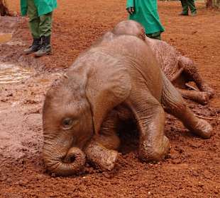 Schlamm baden, machen sie gern