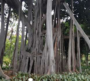 Toller Baum im Botanischen Garten