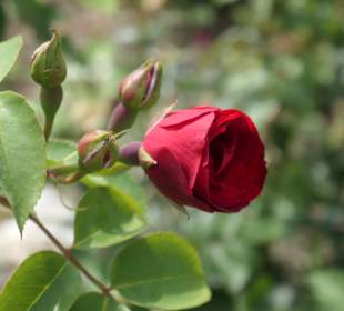 Spaziergang durch den Aachener Stadtgarten