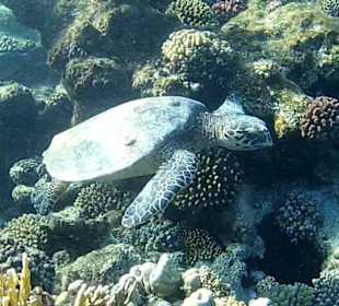 Schildkröte am Hausriff