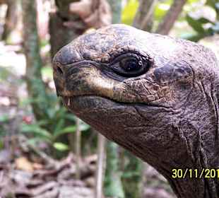 Schildkröte auf der Ile Aux Aigrettes