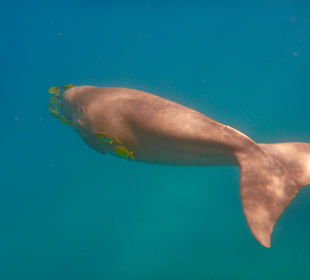 Glück in der Nachbarbucht: eine Seekuh