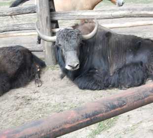 Zoo Warszawa