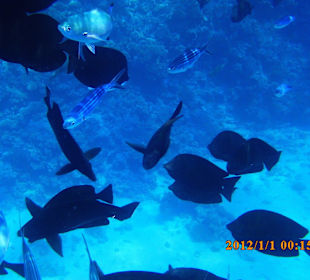 Trip Blaue Reise