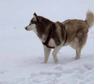 Wandern Mitterfirmiansreut