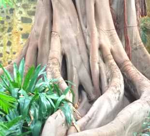 Botanischer Garten Puerto de la Cruz