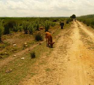 ein "endlos" langer Weg