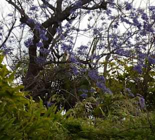 Im Jardín de aclimatación de La Orotava