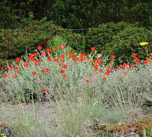 Spaziergang durch den Botanischen Garten Bremen