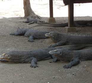 Rinca Warane bei Rangerstation