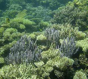 Korallengarten der Unterwasserwelt von Hurghada
