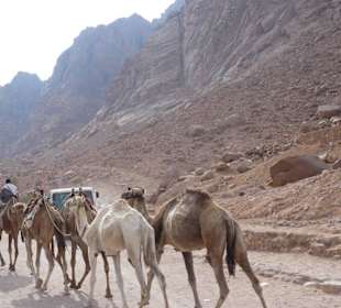 Karawane auf dem Zufahrtsweg zum Kloster
