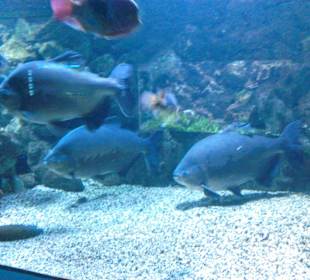 Tierpark Hellabrunn in München