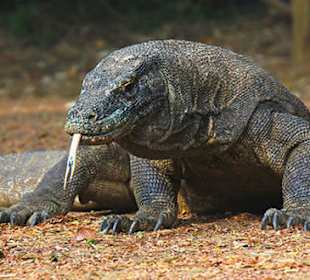 Komodo Dragon