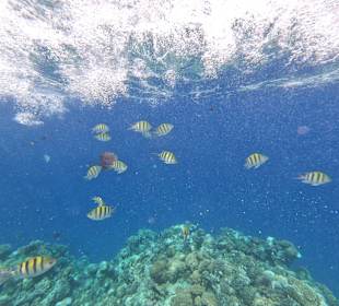 Schnorcheln Marsa Alam