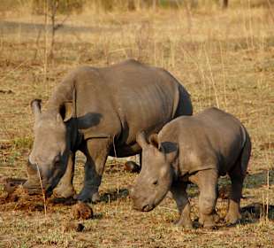 Rhinomutter mit Kind