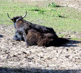 WP LH Herbst Impression