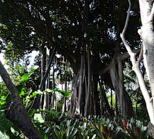 Botanischer Garten Puerto de la Cruz