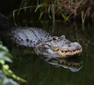 Mississippi Alligator im Walter Zoo