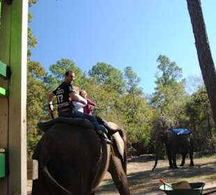 Elefantenreiten