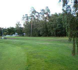 Bahnen zwischen Kiefern