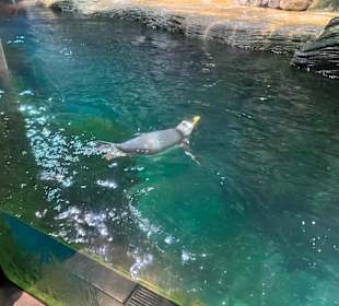 Pinguin