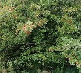 Schaugarten Eninger Weide