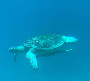 Schnorcheln Marsa Alam