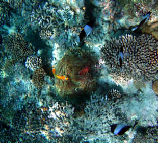 Faszinierende Unterwasserwelt