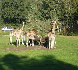 Serengeti Park