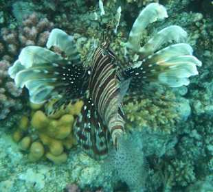 Hausriff Arabia Azur