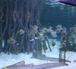 Aquaviva - Haifischbecken