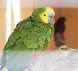 Tiere des Palmitos Parks