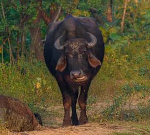 Udawalawe Nationalpark