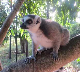 Einer der Lemuren