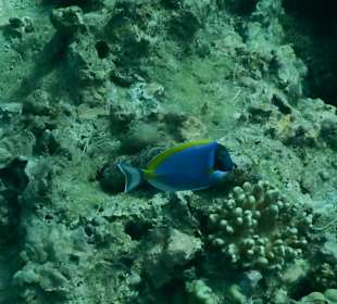 Schnorcheln Mnemba Island Ras Nungwi